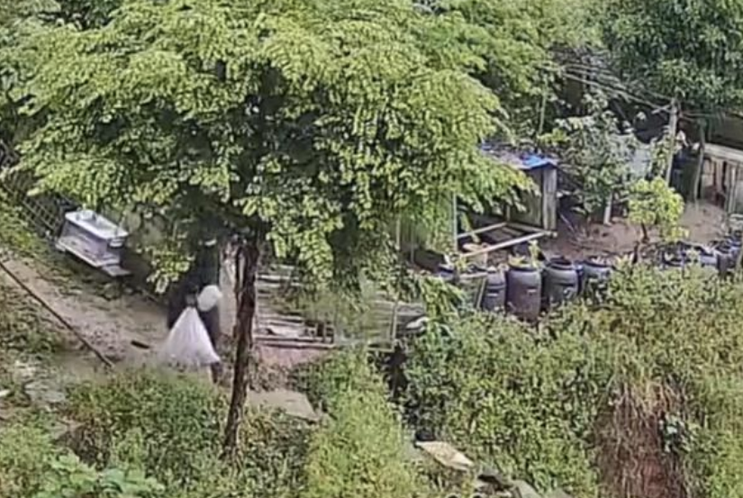 京云律師解讀：男子偷盜幼犬，因內疚主動投案