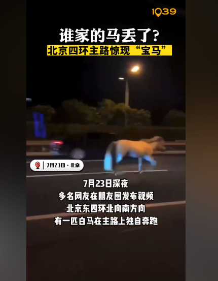 ,北京東四環(huán)北向南方向,一匹白馬在主路上獨自奔跑,從這匹白馬的外觀來看,疑似是從馬場等地走失的馬匹。 ,北京東四環(huán)北向南方向,一匹白馬在主路上獨自奔跑,從這匹白馬的外觀來看,疑似是從馬場等地走失的馬匹。