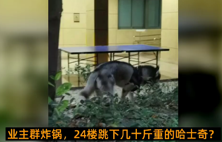 京云律師解讀：從天而降的哈士奇，砸傷路人誰擔責？